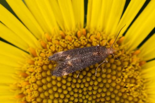 Apodia bifractella