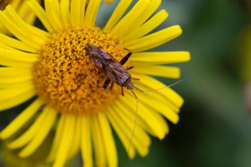 Réf. 329 382 : Phytocoris sp.