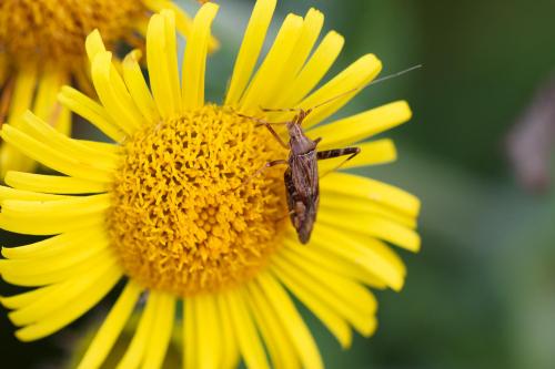 Réf. 329 381 : Phytocoris sp.