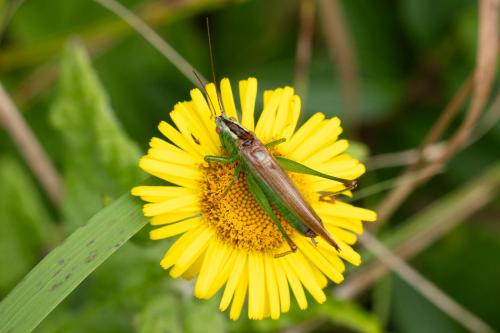 Réf. 329 383 : Conocephalus fuscus