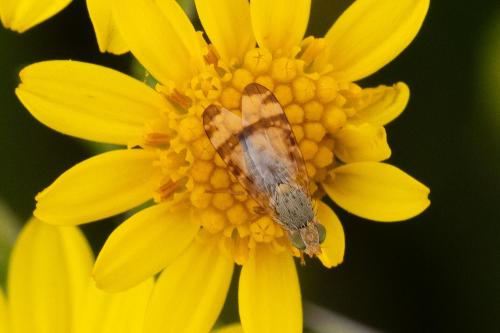 Sphenella marginata