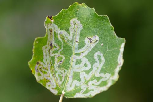 Réf. 329 398 : Aulagromyza populi