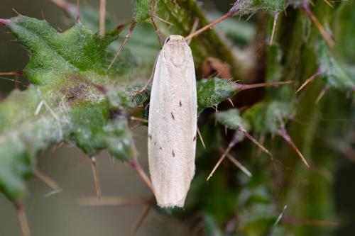 Réf. 329 876 : Pelosia muscerda