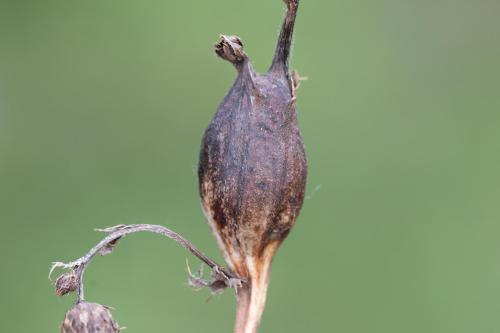 Urophora cardui