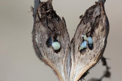 Réf. 329 477 : Urophora cardui