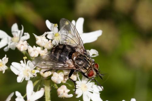 Linnaemya sp.