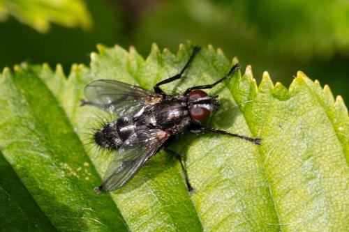 Réf. 329 981 : Stevenia umbratica