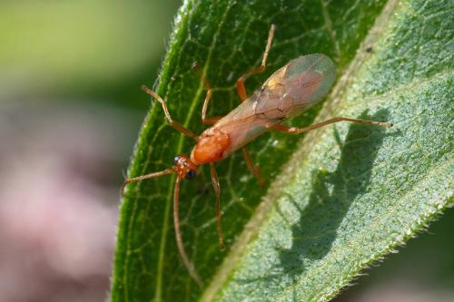 Réf. 329 747 : Aleiodes sp.