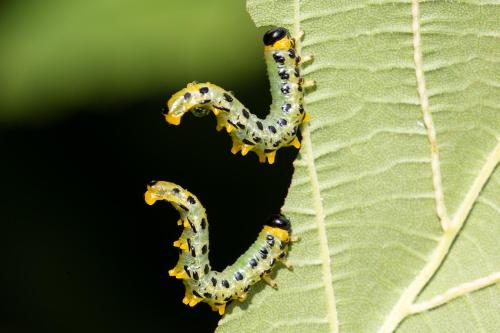 Nematus septentrionalis