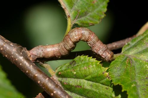 Réf. 329 716 : Ematurga atomaria