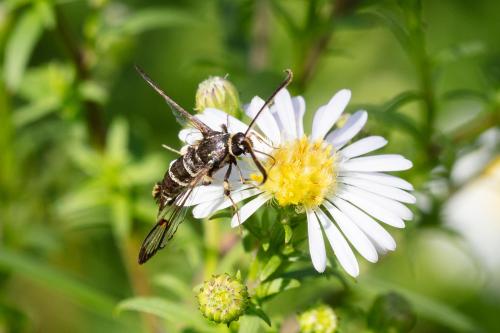 Synanthedon vespiformis