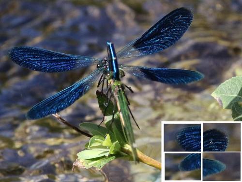 Calopteryx sp.