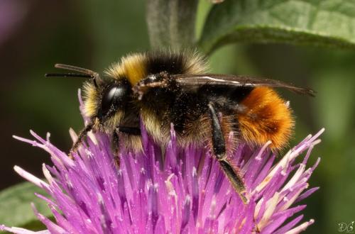 Réf. 329 814 : Bombus lapidarius