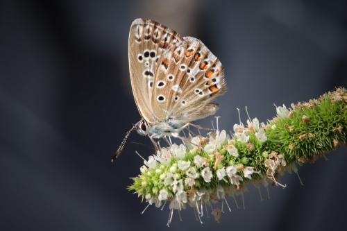 Réf. 329 633 : Polyommatus sp.