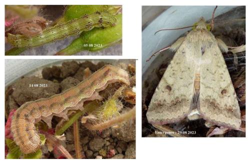 Réf. 329 318 : Helicoverpa armigera