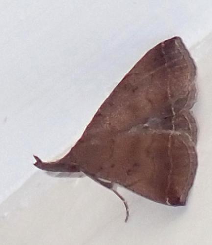 Réf. 329 449 : Pechipogo plumigeralis