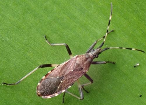 Dicranocephalus agilis