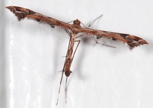 Amblyptilia acanthadactyla