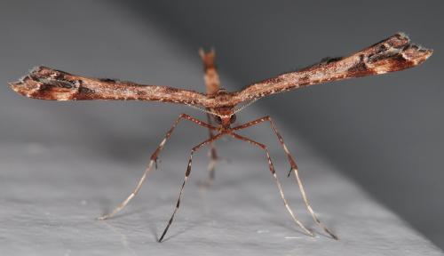 Amblyptilia acanthadactyla