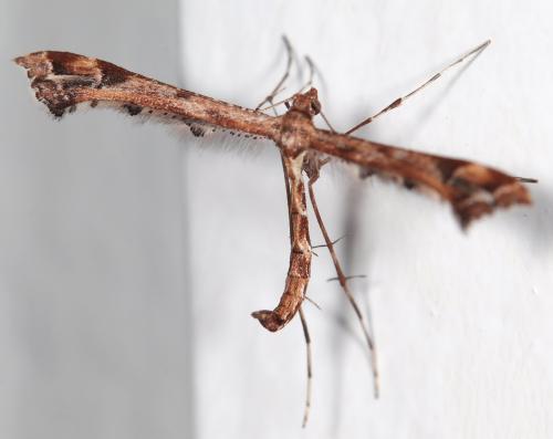 Amblyptilia acanthadactyla