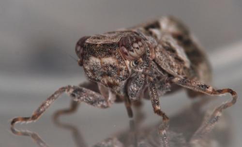 Latilica maculipes