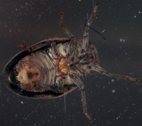 Latilica maculipes