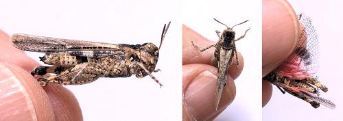 Réf. 329 759 : Acrotylus insubricus insubricus