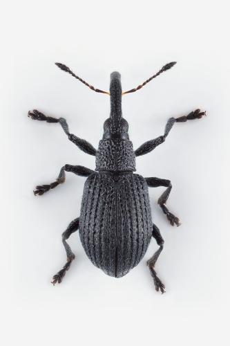 Réf. 329 069 : Cyanapion afer