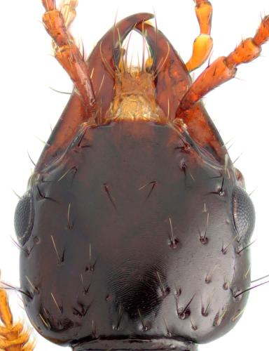 Atrecus pilicornis