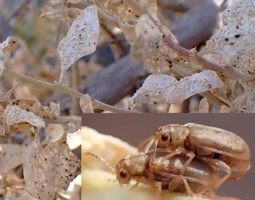 Réf. 329 077 : Monoxia obesula
