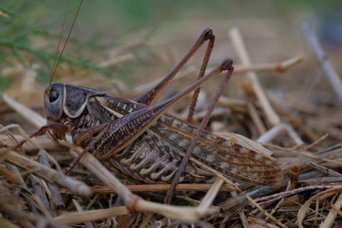 Réf. 329 662 : Decticus albifrons
