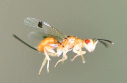 Réf. 329 123 : Megastigmus sp.