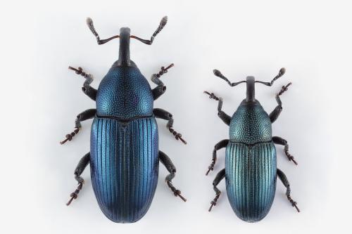 Aulacobaris picicornis