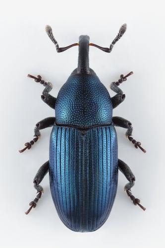 Aulacobaris picicornis