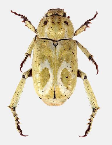 Réf. 329 773 : Hoplia aurata