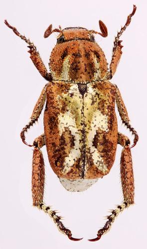 Réf. 329 772 : Hoplia aurata