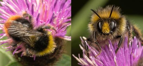 Bombus lapidarius