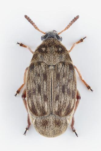 Bruchidius sp.