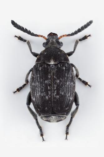 Bruchus viciae