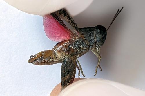 Calliptamus barbarus barbarus