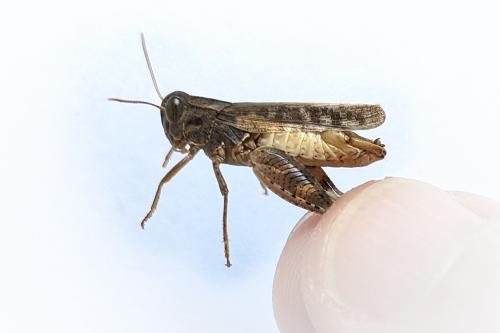 Calliptamus italicus