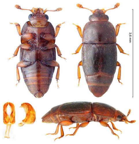 Carpophilus marginellus