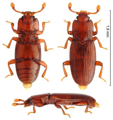 Cerylon sp.