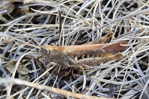 Réf. 329 843 : Chorthippus sp.