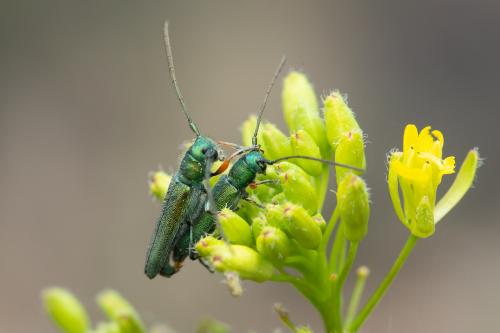 Réf. 329 016 : Phytoecia caerulea