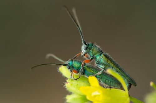 Réf. 329 017 : Phytoecia caerulea