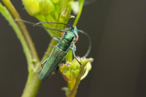 Réf. 329 015 : Phytoecia caerulea