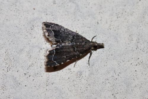 Réf. 329 688 : Diplopseustis perieresalis
