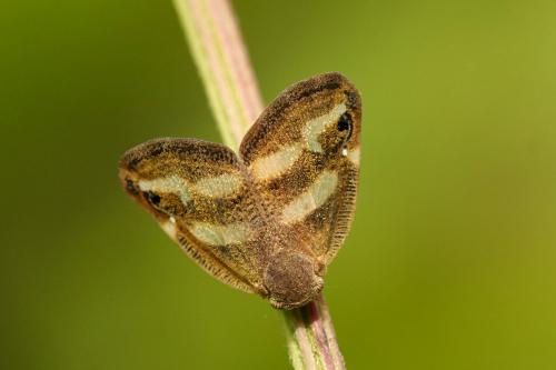 Ricania japonica