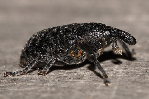 Réf. 329 817 : Larinus sp.